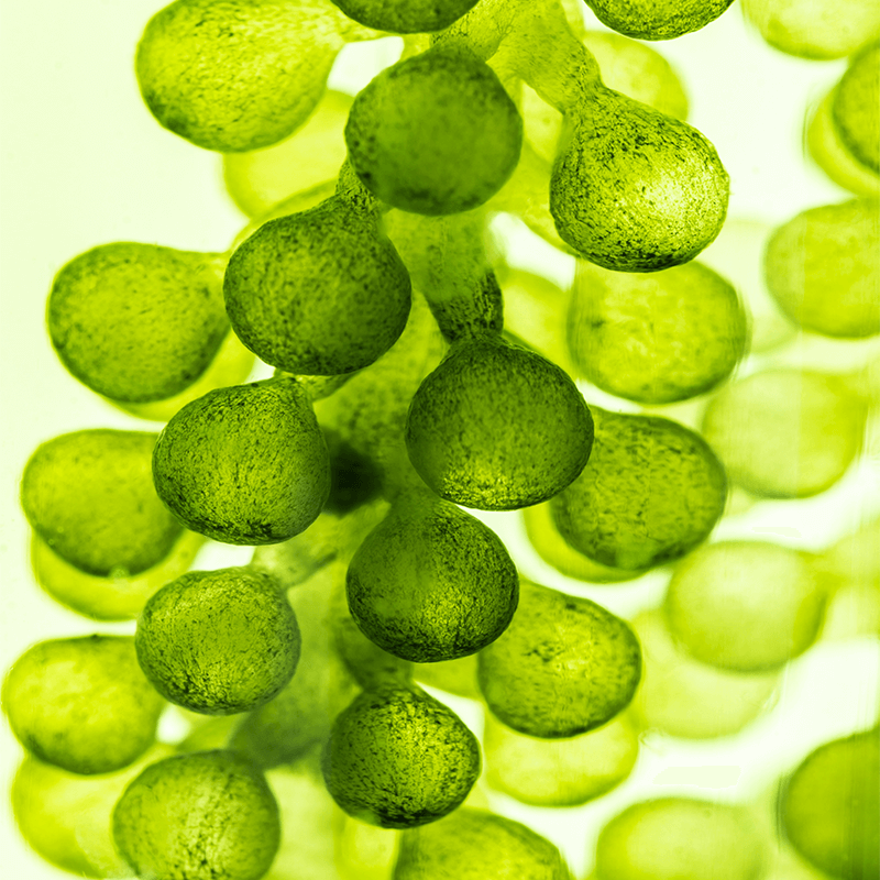 33 MOSAIC DROPS Mattifying